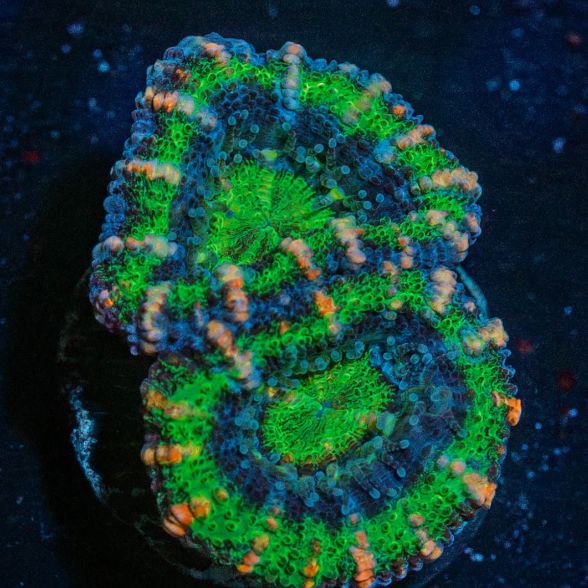 Acan Micromussa - riptide aquaculture llc
