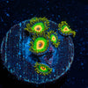 Rasta Zoanthid - riptide aquaculture llc