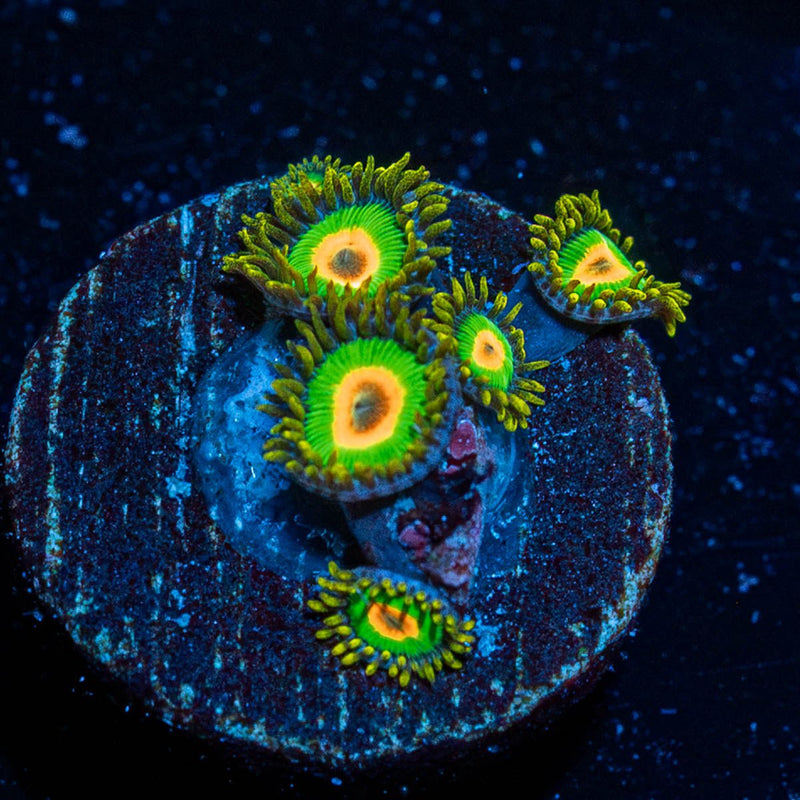 Rasta Zoanthid