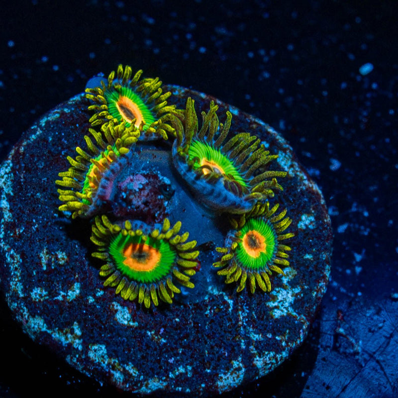 Rasta Zoanthid