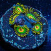 Rasta Zoanthid - riptide aquaculture llc