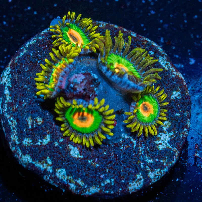 Rasta Zoanthid