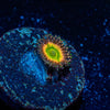 Peach Tea Zoanthid - riptide aquaculture llc