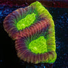 Dragon Soul Favia - riptide aquaculture llc