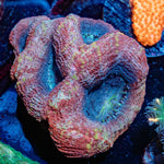 BowerBankie - riptide aquaculture llc