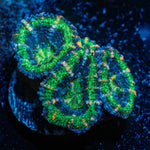 Acan Micromussa - riptide aquaculture llc