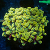Assorted Hammer - riptide aquaculture llc