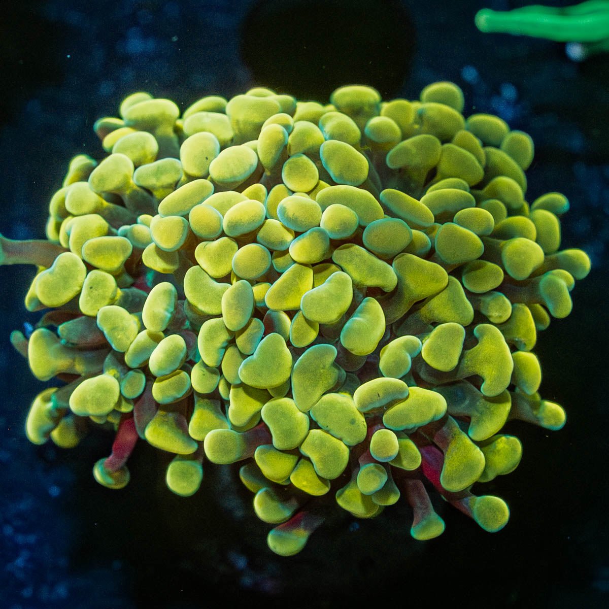 Assorted Hammer - riptide aquaculture llc