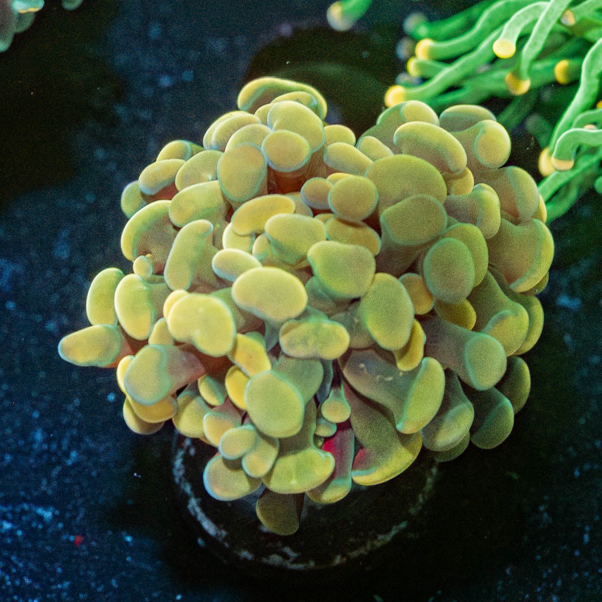 Assorted Hammer - riptide aquaculture llc