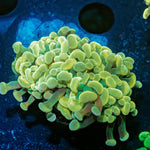 Assorted Hammer - riptide aquaculture llc