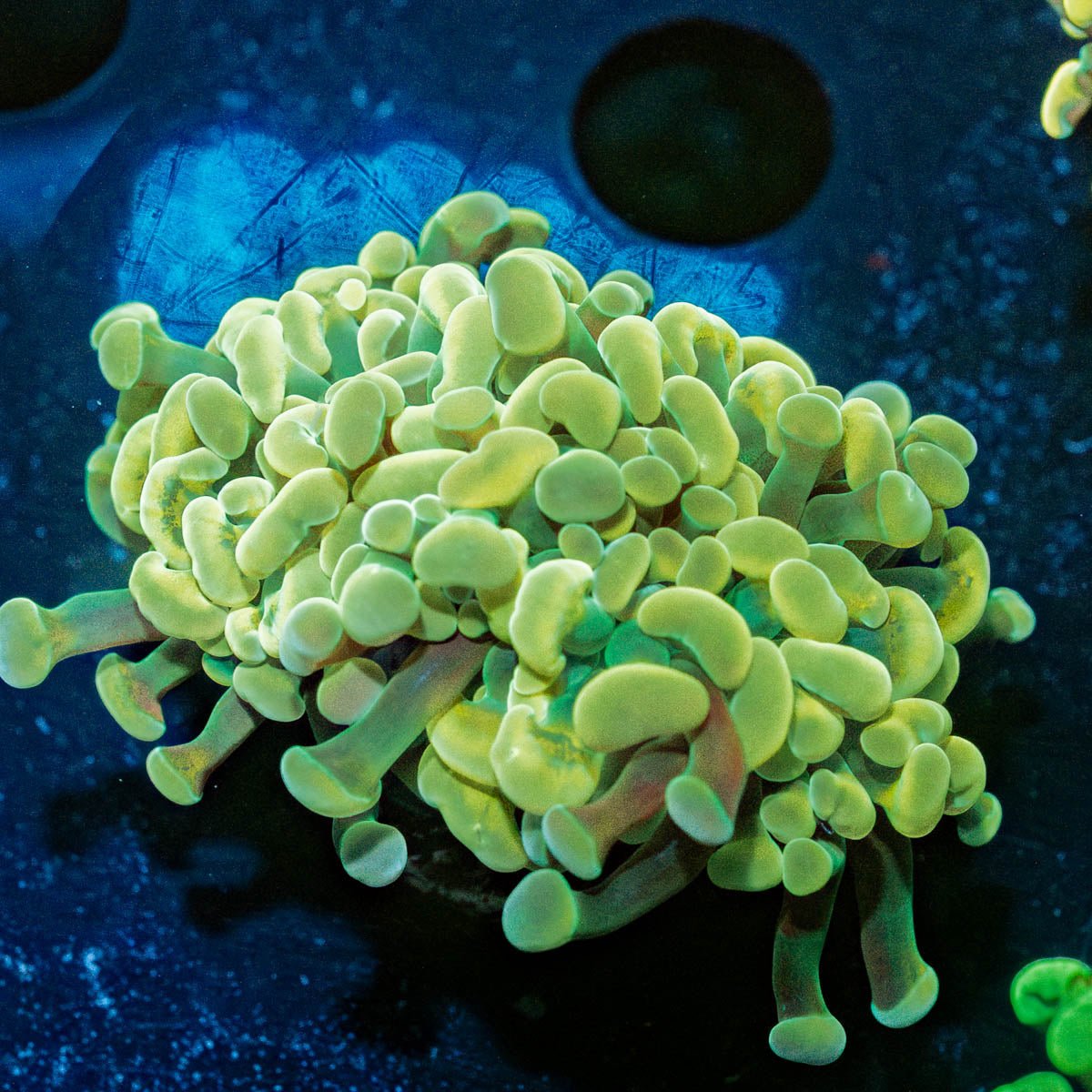 Assorted Hammer - riptide aquaculture llc