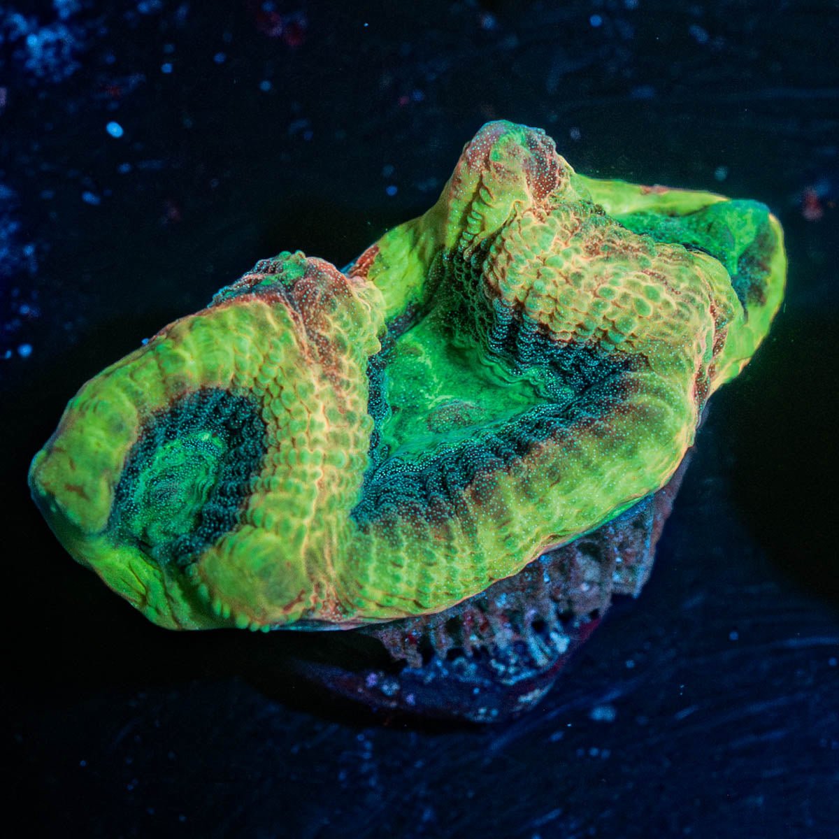 Dragon Slayer Favia - riptide aquaculture llc