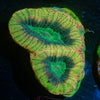 Dragon Slayer Favia - riptide aquaculture llc