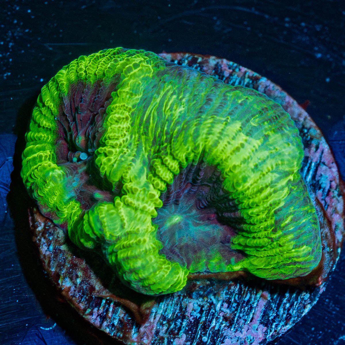 Green Goblin Favia - riptide aquaculture llc