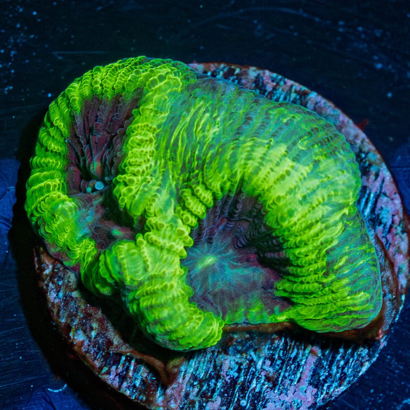 Green Goblin Favia