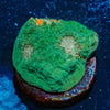 Fl Gators Chalice - riptide aquaculture llc
