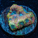 Pink Dumbo Favia - riptide aquaculture llc