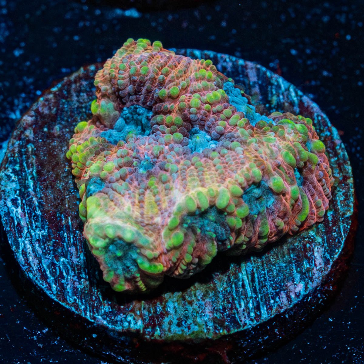 Pink Dumbo Favia - riptide aquaculture llc