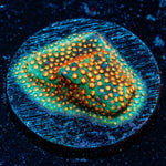 Close Encounter Stylostinellia - riptide aquaculture llc