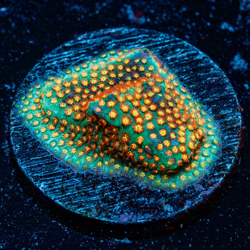 Close Encounter Stylostinellia