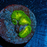 Emerald Maul Zoanthid - riptide aquaculture llc