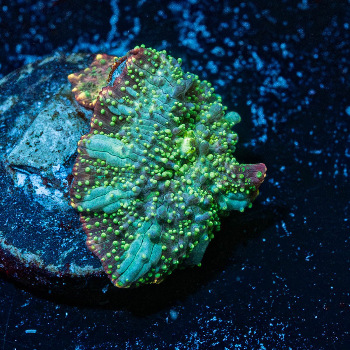 Lunar Interstellar Mushroom - riptide aquaculture llc