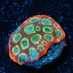 Sector 007 Favities - riptide aquaculture llc