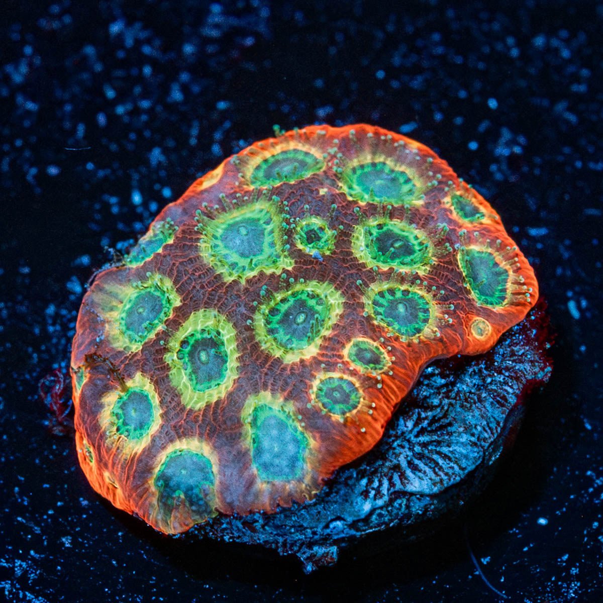 Sector 007 Favities - riptide aquaculture llc