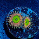 Chuckies Bride Zoanthid - riptide aquaculture llc
