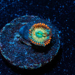 Seduction Zoanthid - riptide aquaculture llc