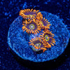Rainbow Hornet Zoanthid - riptide aquaculture llc