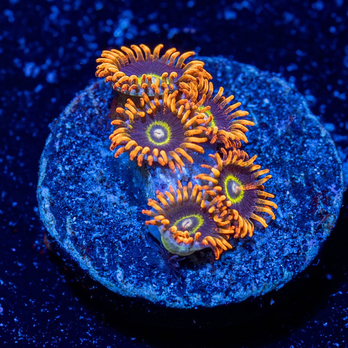 Rainbow Hornet Zoanthid - riptide aquaculture llc