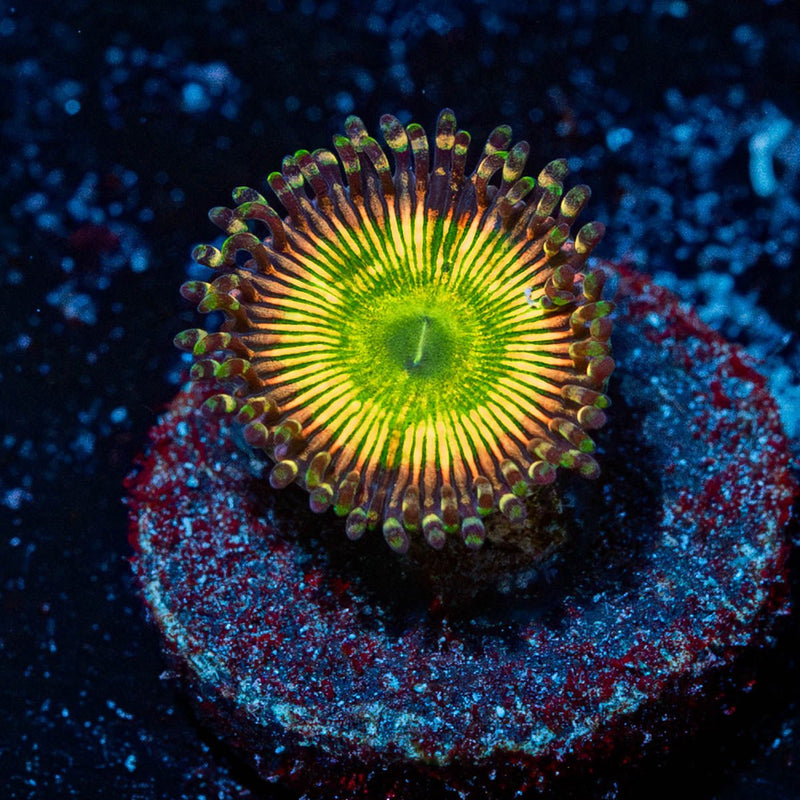 Peach Tea Zoanthid