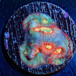 Toro Bravo Favites - riptide aquaculture llc