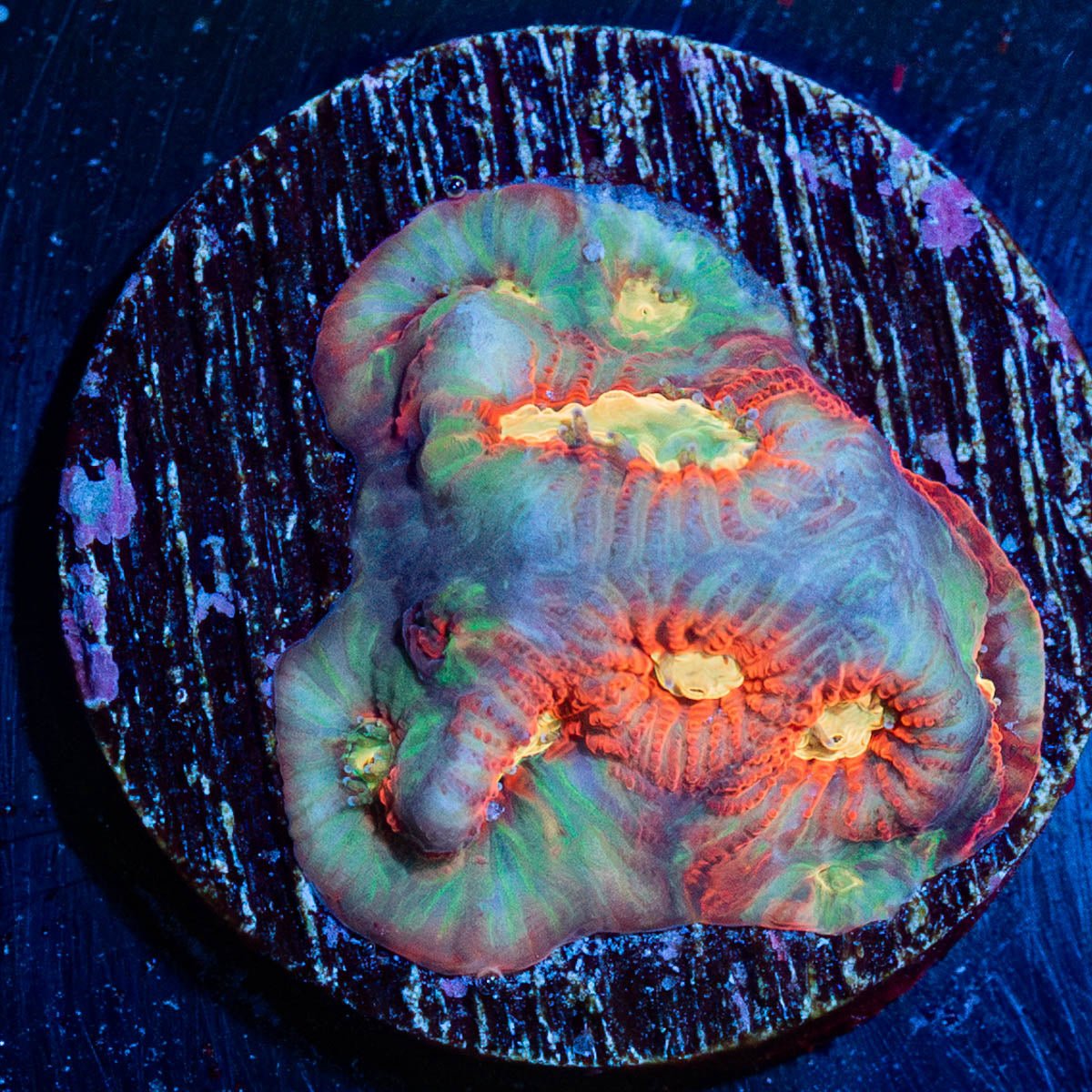 Toro Bravo Favites - riptide aquaculture llc