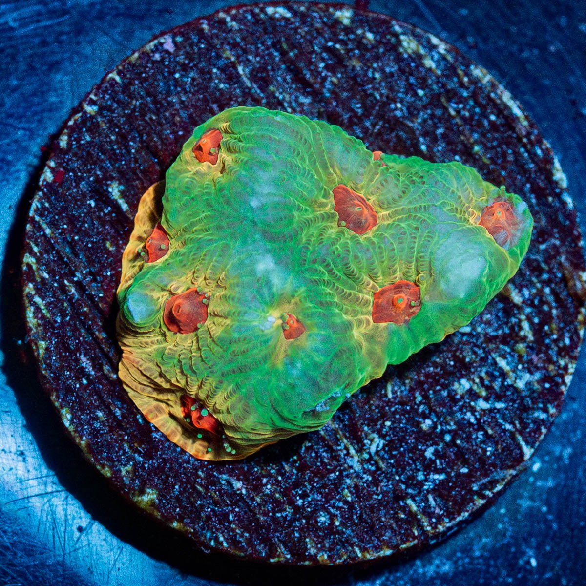 Fascination Favites - riptide aquaculture llc