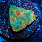 Fascination Favites - riptide aquaculture llc