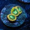 Yellow submarine Favites - riptide aquaculture llc
