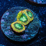 Yellow submarine Favites - riptide aquaculture llc