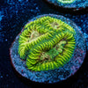 Hallucination Favia - riptide aquaculture llc