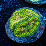 Hallucination Favia - riptide aquaculture llc