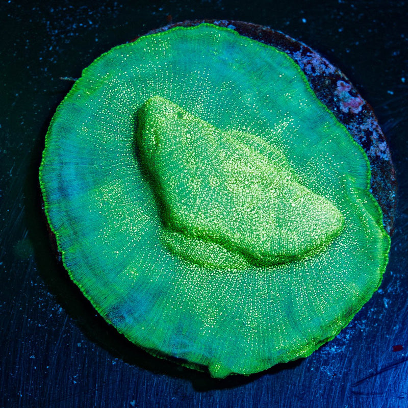 Green Lantern Leptastrea