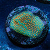 Close Encounter Stylostinellia - riptide aquaculture llc
