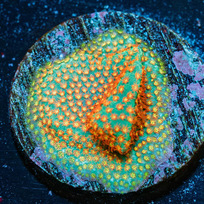 Close Encounter Stylostinellia