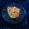 Conflict Diamonds Favites - riptide aquaculture llc