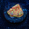 Conflict Diamonds Favites - riptide aquaculture llc