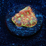 Conflict Diamonds Favites - riptide aquaculture llc