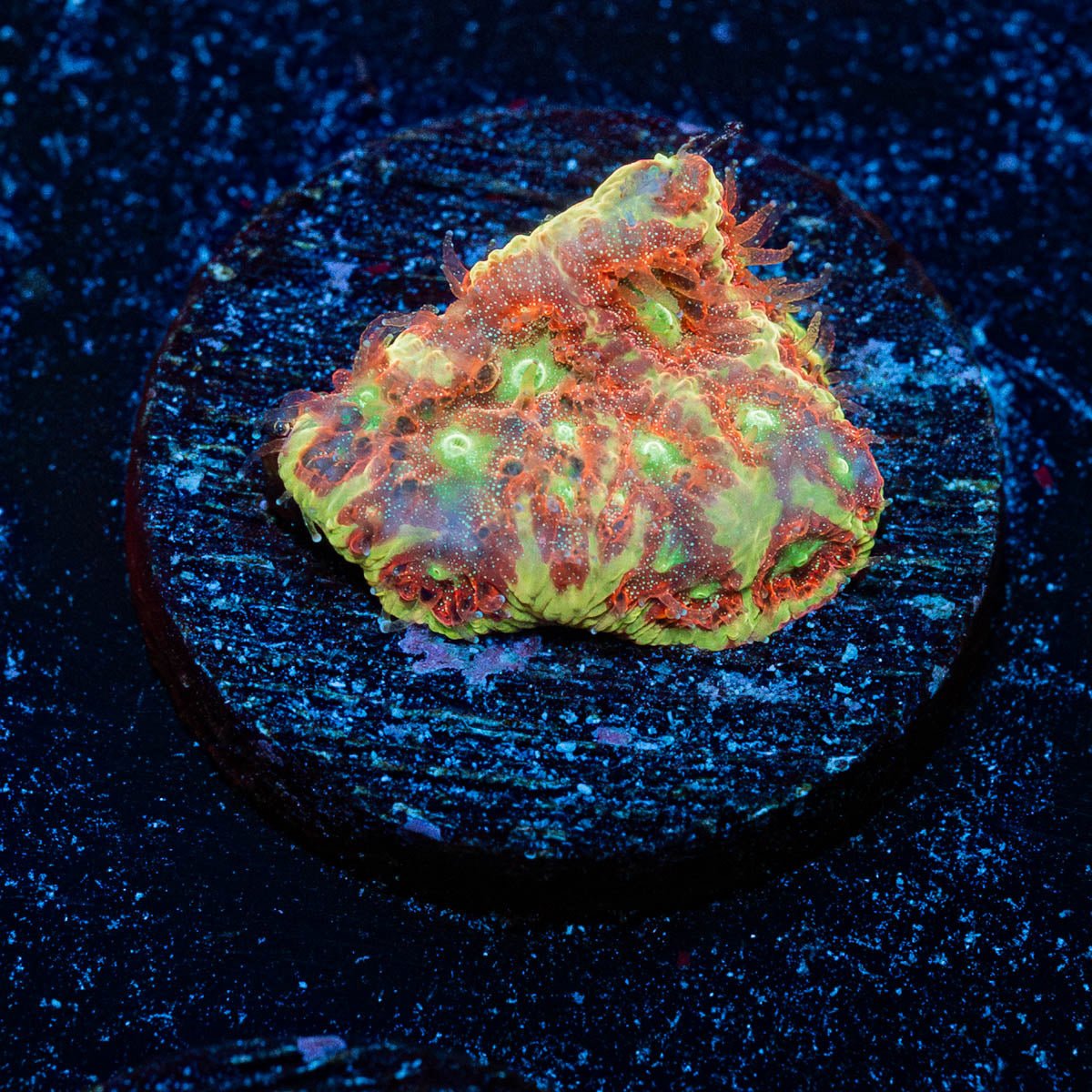 Conflict Diamonds Favites - riptide aquaculture llc