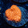 Mega Chrome Montipora - riptide aquaculture llc
