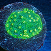 Palm Coast Astreopora - riptide aquaculture llc